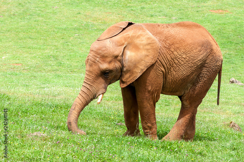 elefante comiendo hierva en el zoo de cabárceno 