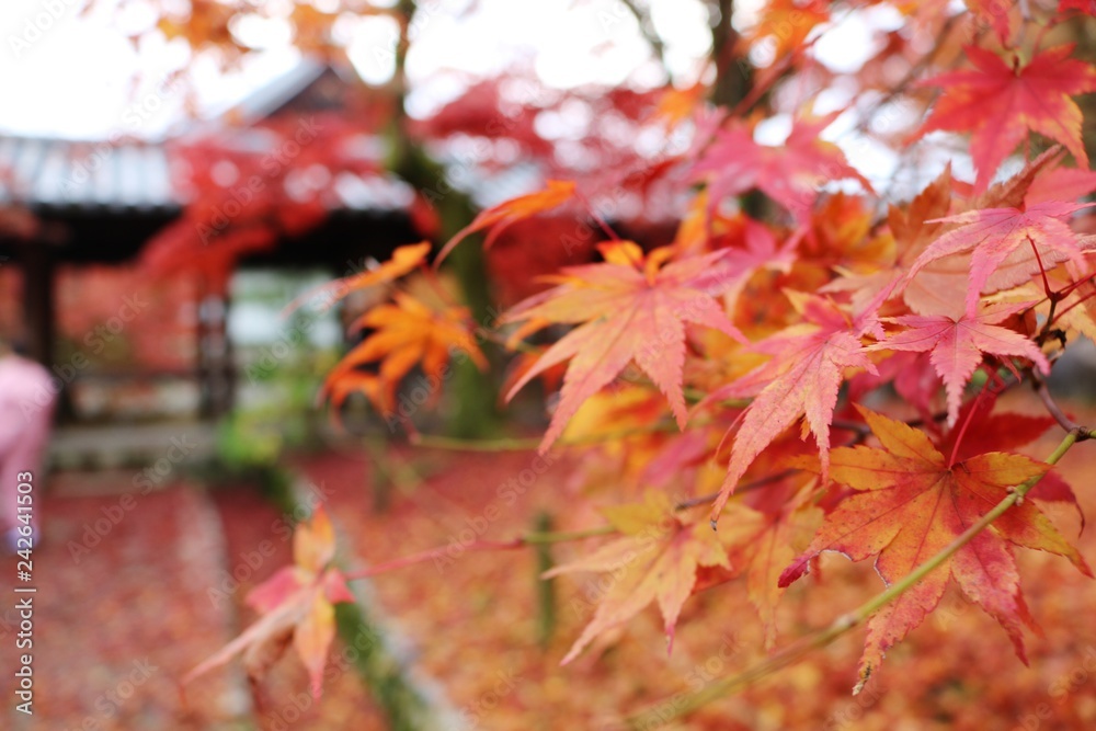 紅葉 紅葉