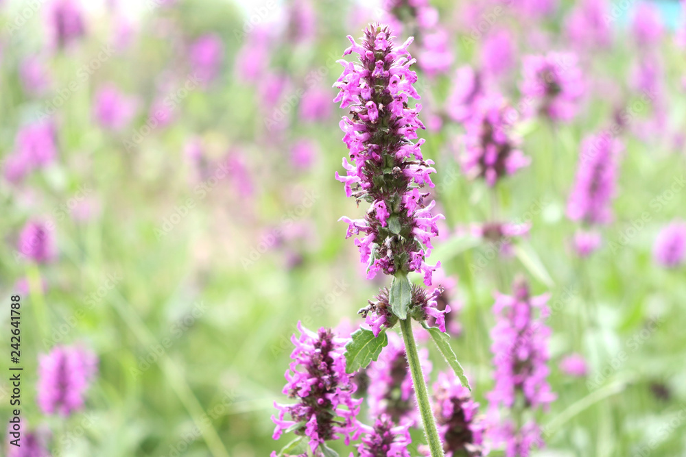 Summer landscape with wildflowers at sunset. Blooming Betonica officinalis. Medicinal plants, herbs in the garden.Blurred background. Summer landscape with wildflowers at sunset. Blooming Betonica officinalis. Medicinal plants, herbs in the garden.Blurred background.