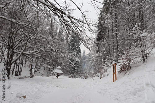 The road to the waterfall Shypot. Ukraine 2 photo