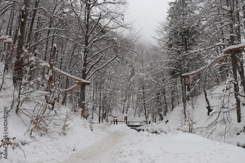 The road to the waterfall Shypot. Ukraine