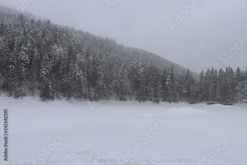 Coniferous forest in the snow © Александр Бондаренко