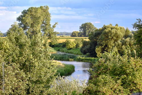 Green trees in the summer sun and wild bushes growing by the river bank. Narew National Park in Poland. Narew River - a natural backwaters.