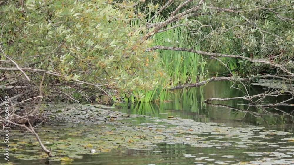 lilypads under branches of green leaves and wind in summer season lilypads under branches of green leaves and wind in summer season