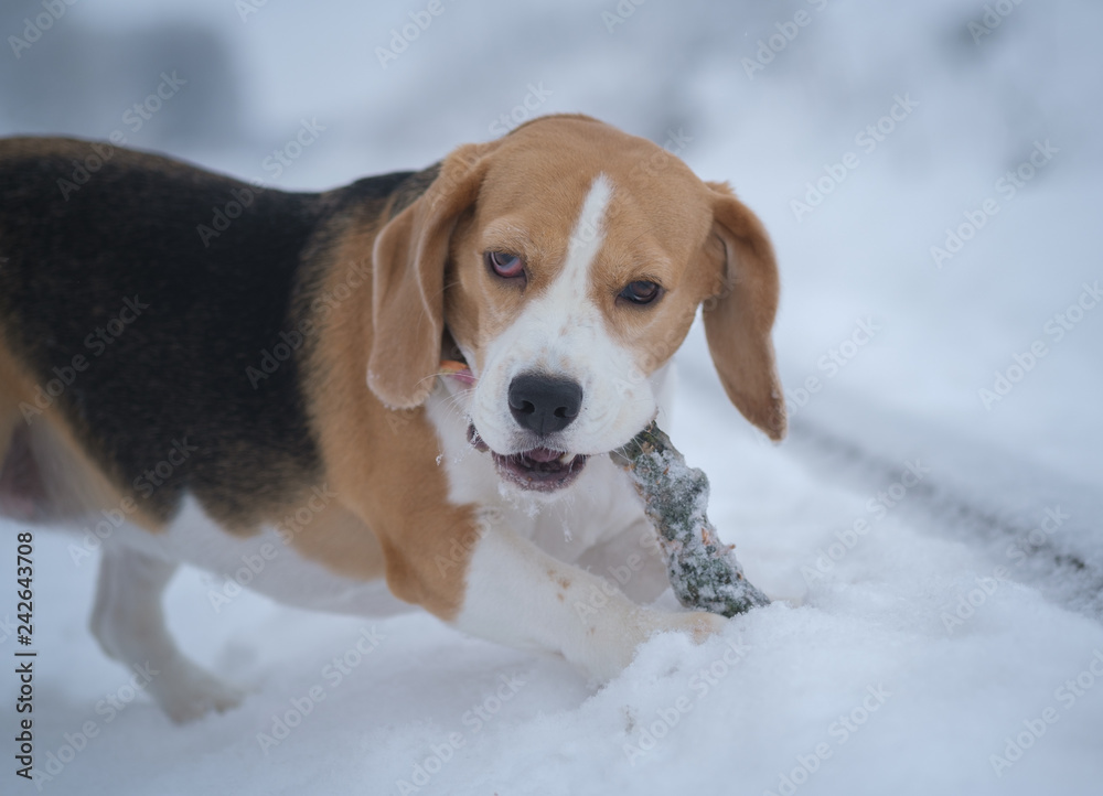 Beagle dog on a walk in a beautiful snow-covered Park