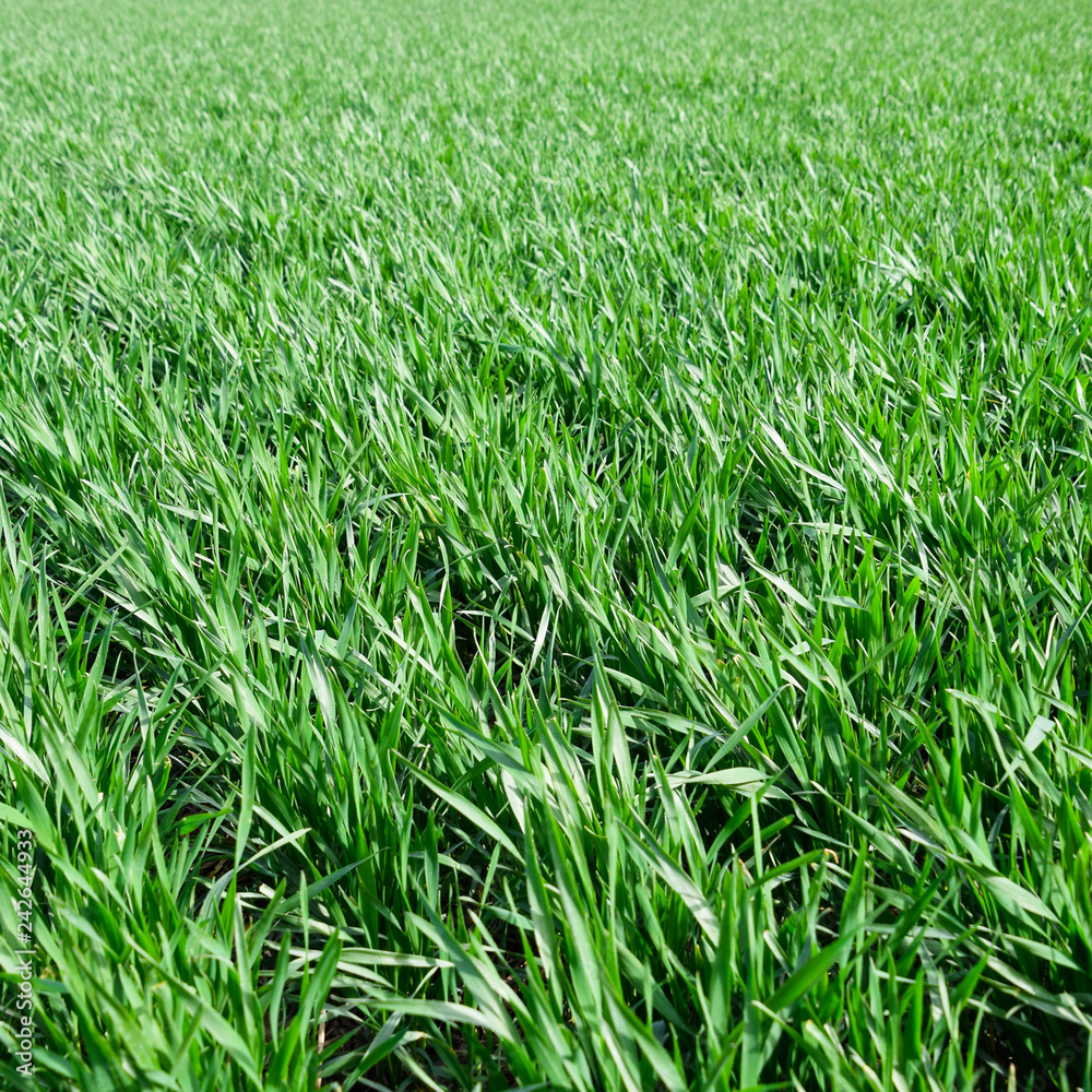 Spring winter wheat field Spring winter wheat field