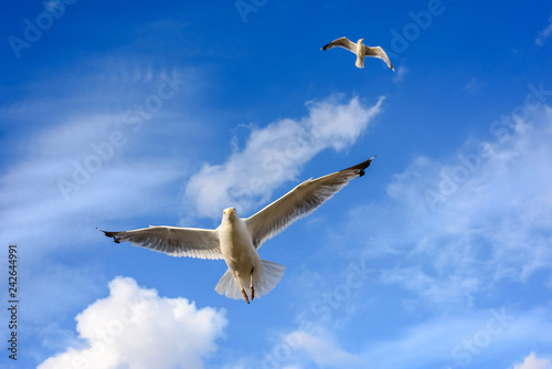 Flying seagulls against a blue sky with clouds