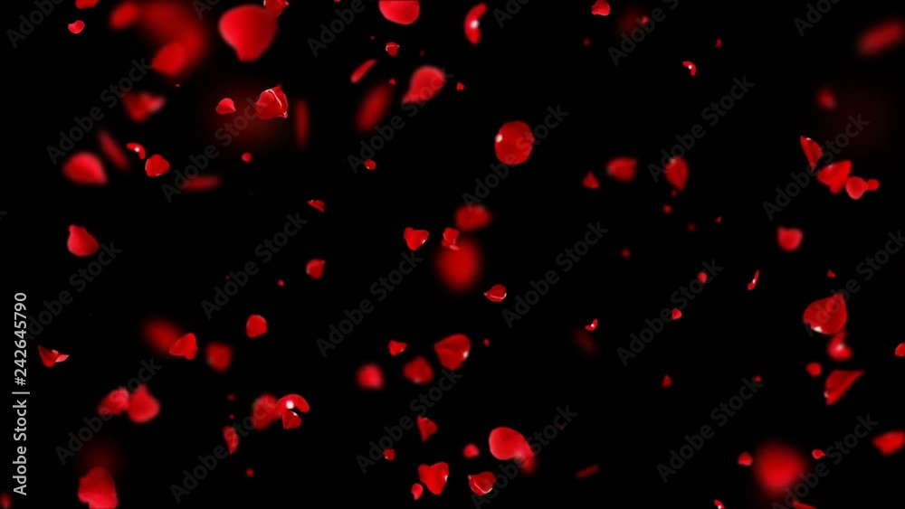 Falling petals roses seamless looping on the black background. Falling petals roses seamless looping on the black background.