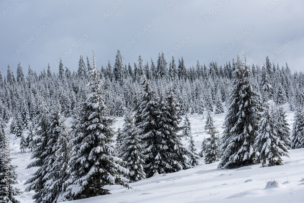 Winter forest covered with snow Winter forest covered with snow