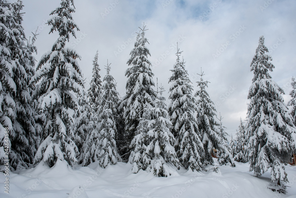 Trees covered with hoarfrost and snow