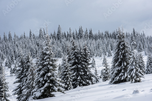 Winter forest covered with snow