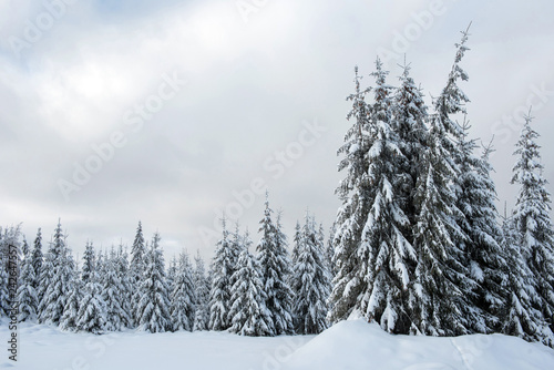 Christmas background with snowy fir trees