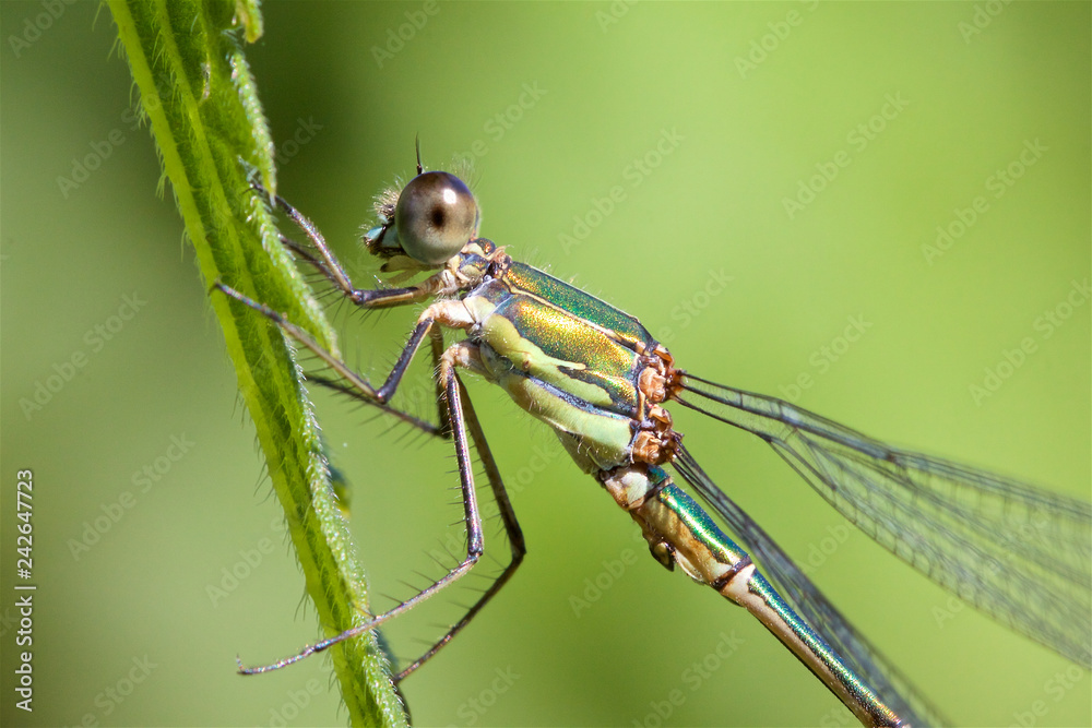 A Willow Emerald Damselfly, Chalcolestes viridis, resting on a grass stem. A Willow Emerald Damselfly, Chalcolestes viridis, resting on a grass stem.