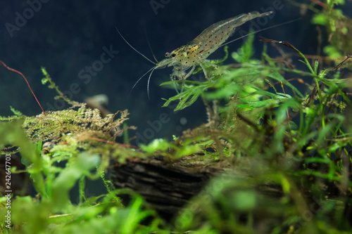 Caridina multidentata, Amano-shrimp photo