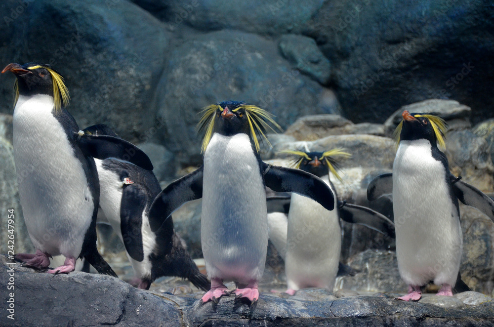 Obraz premium A group of northern rockhopper penguin with a menacing gaze and spread wings standing on the rocks and looking forward.