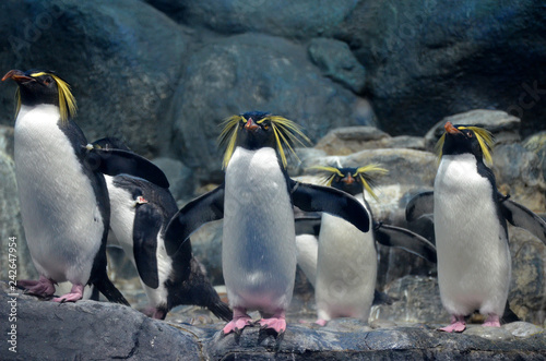 A group of northern rockhopper penguin with a menacing gaze and spread wings standing on the rocks and looking forward.