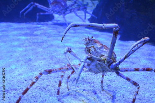 фотографія Close up of a huge spider crab with long thin tentacles in an aquarium on the sand