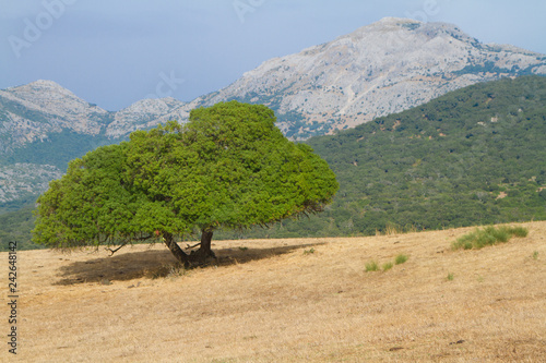 Lentisco en pleno verano con la Sierra de los Pinos al fondo.