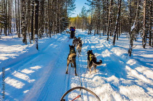 Fototapeta Naklejka Na Ścianę i Meble -  Ride on Finnish Husky Dog