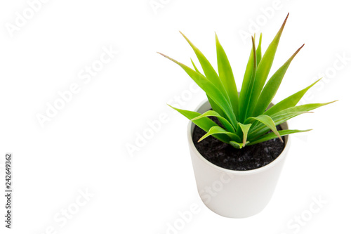 Small houseplant
