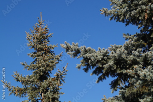 pine tree in winter © Олег Шаров