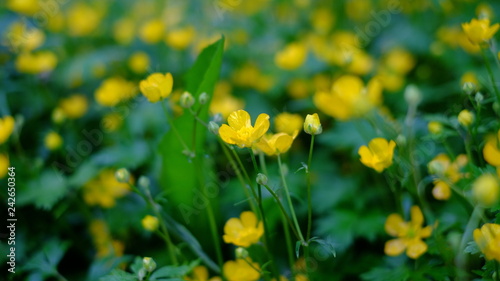 Beautiful yellow flowers © Qzian
