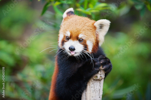 Red panda (Ailurus fulgens) in a zoo in the Ocean park in Hong Kong, China. photo