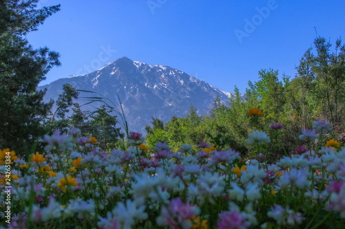 meadow of colorful blossoming flowers on a background of mountains. natural background