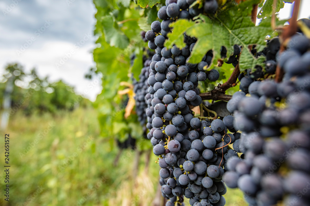 blue grapes in vineyard