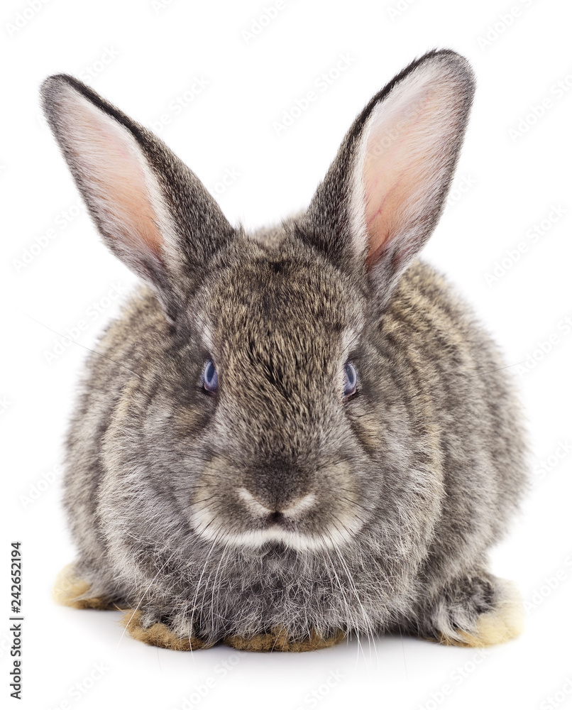 Obraz premium Gray rabbit isolated