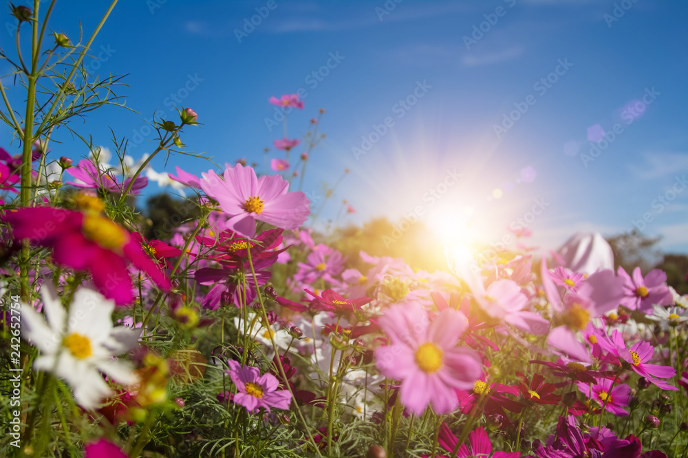 Beautiful Pink and White Cosmos flowers in garden with blue sky background in Vintage color tone style or pastel retro, selective focus. Daisy under sunlight morning.