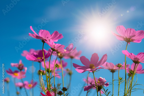 Beautiful Pink and White Cosmos flowers in garden with blue sky background in Vintage color tone style or pastel retro, selective focus. Daisy under sunlight morning. © Phokin
