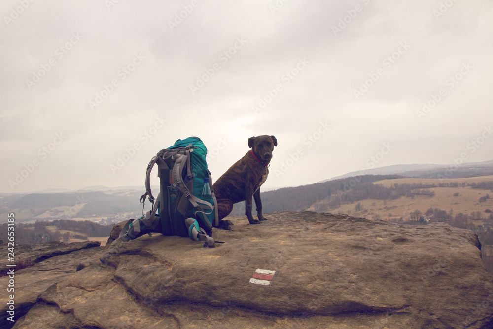 Hund und Rucksack auf Gipfel, Sächsische Schweiz, wandern, Stock-Foto |  Adobe Stock
