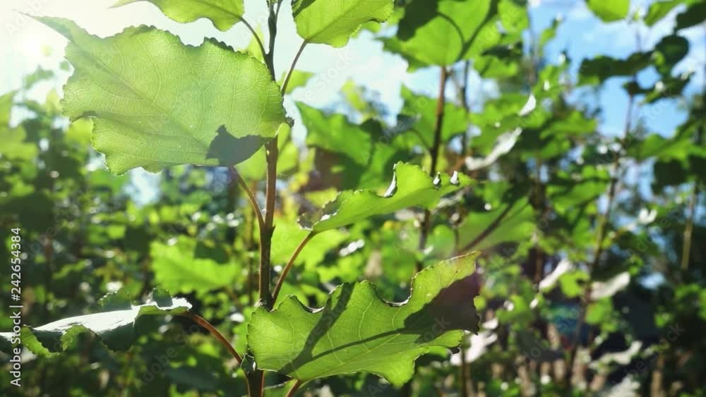 Young green branches swaying in the wind under bright sunlight Young green branches swaying in the wind under bright sunlight