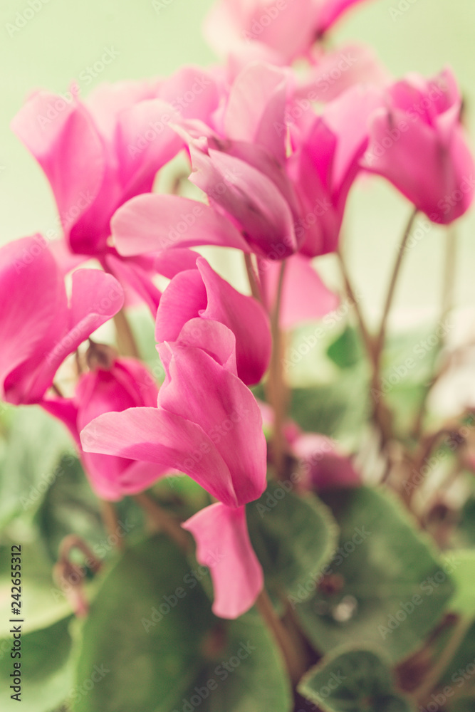 beautiful pink flowers in the garden with spring bokeh background beautiful pink flowers in the garden with spring bokeh background