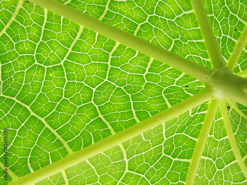 Close-up of a leaf detailing the veins of it