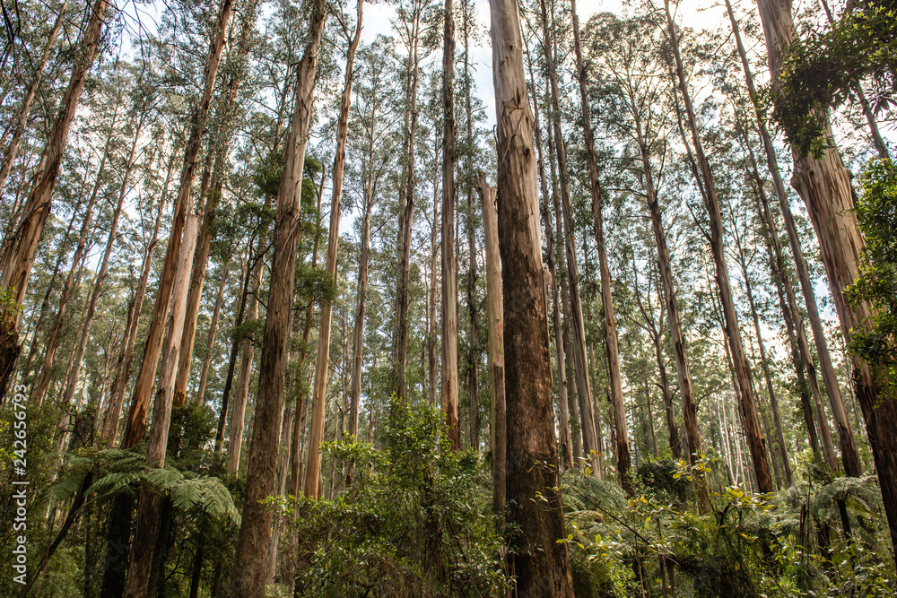 Forest nature Forest nature