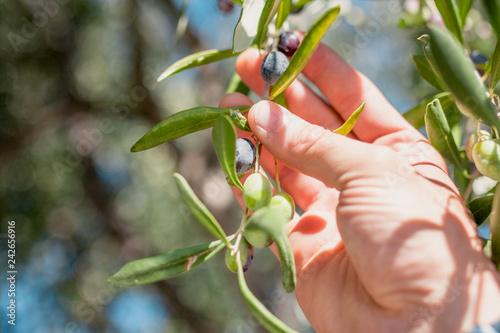 Ripe large olives on a branch - copy space - selective focus