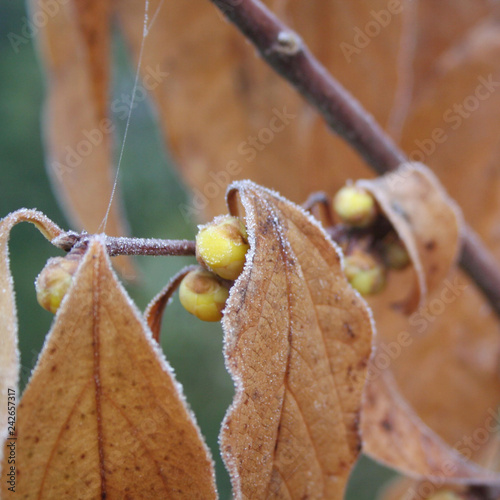 Frost on flowering Chimonanthus praecox or Calycanthus in the garden. Wintersweet bush with blossom in winter  photo