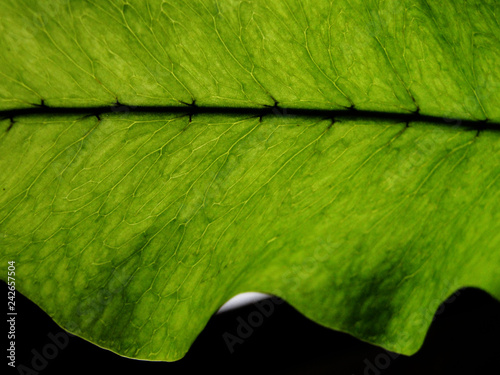 Detail of green leaf