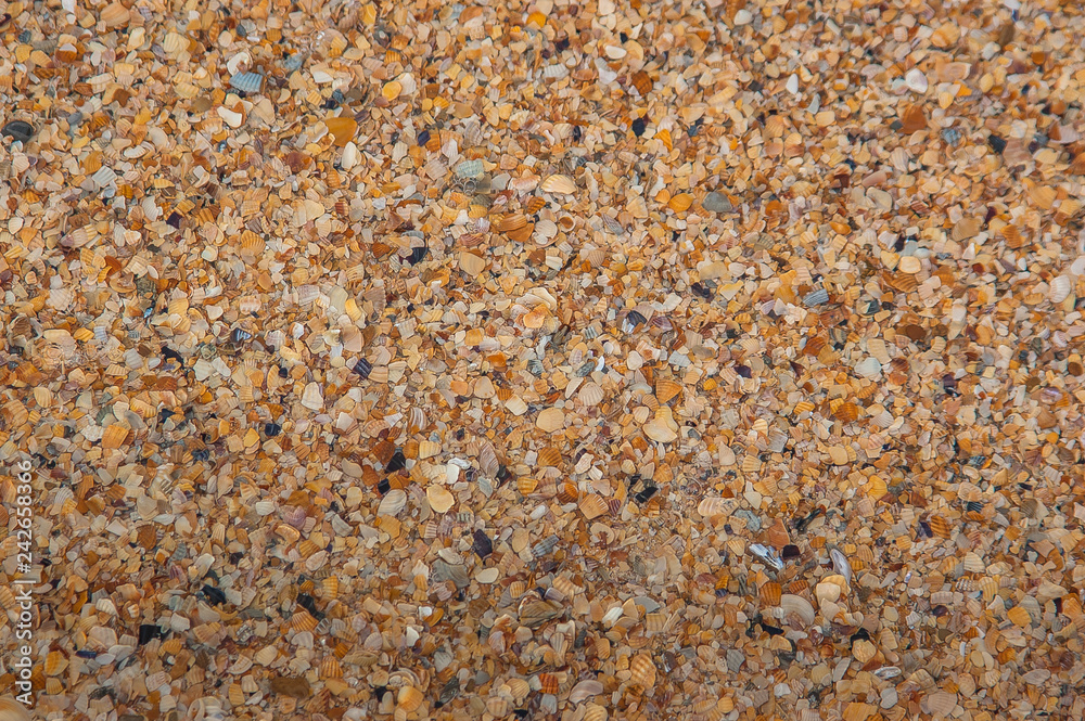 beach, shells beach, shells