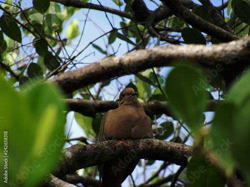 Paloma marron sentada en la rama de un árbol - Brown dove sitted in a branch of a tree