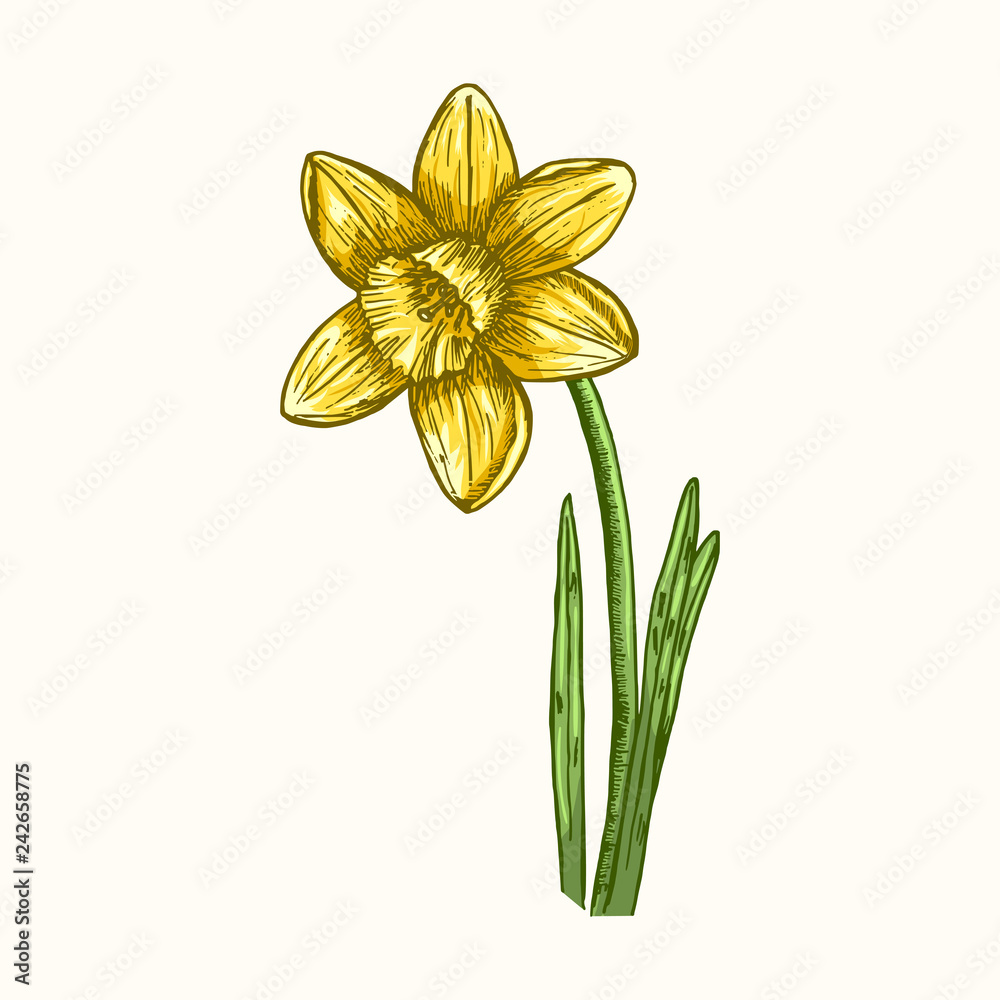 Daffodil - sketch isolated on white background. Hand drawn color sketch ...