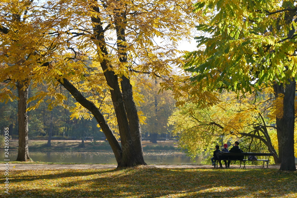 Fototapeta premium autumn in the park