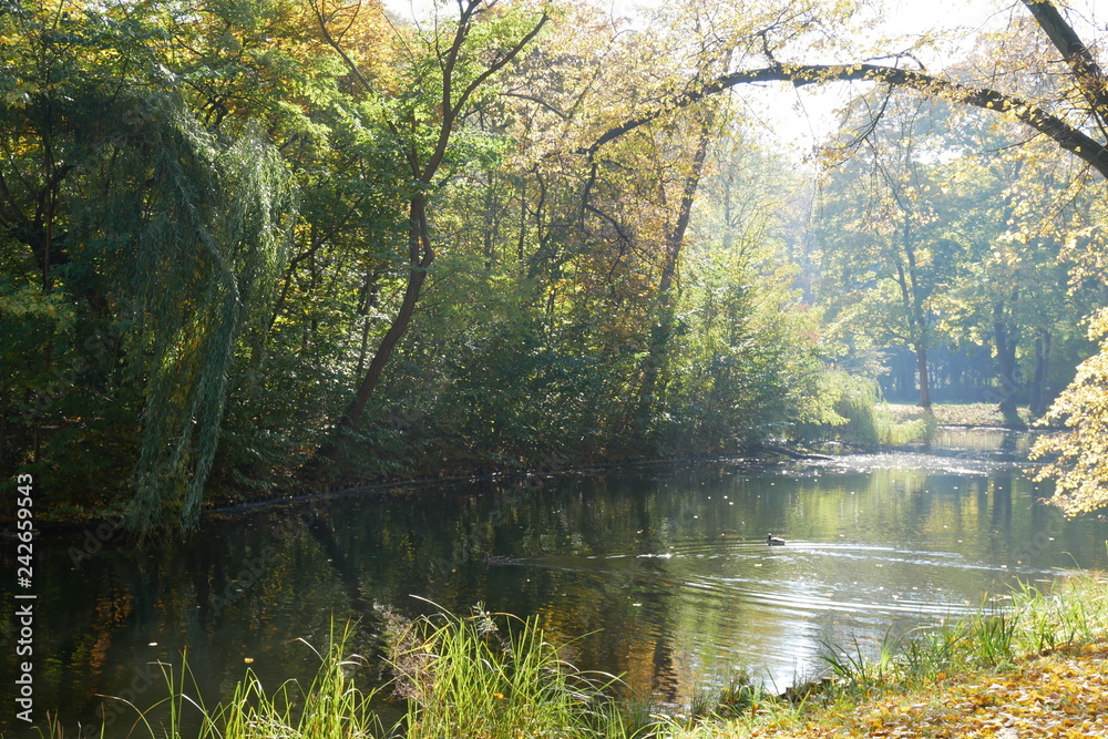 morning in the forest