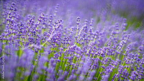 Lavender flowers photographed in england with a spiders web in the center