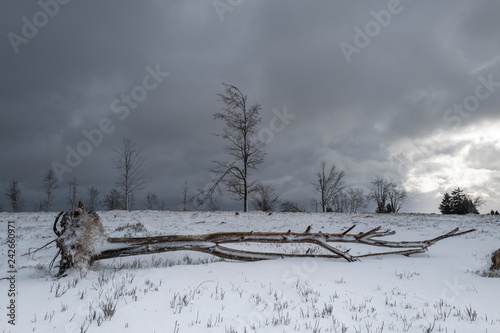 Alte Bäume in winterlicher Landschaft