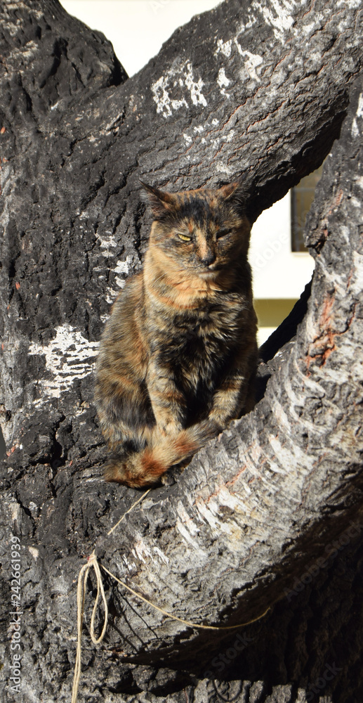 Fototapeta premium cat & tree