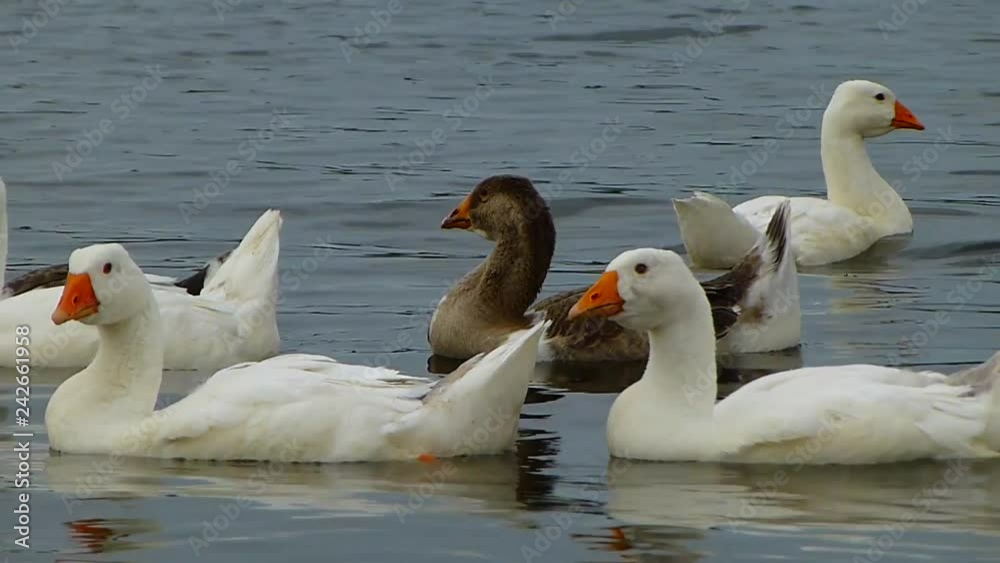 geese swimming in the river geese swimming in the river
