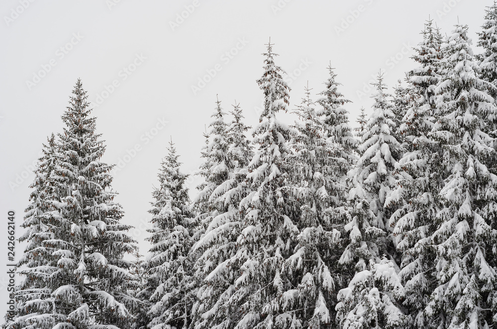 the tops of snow-covered fir trees in the forest